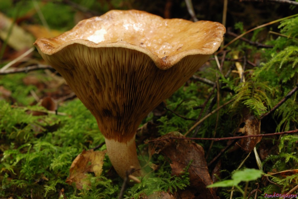 DSC_0089.JPG