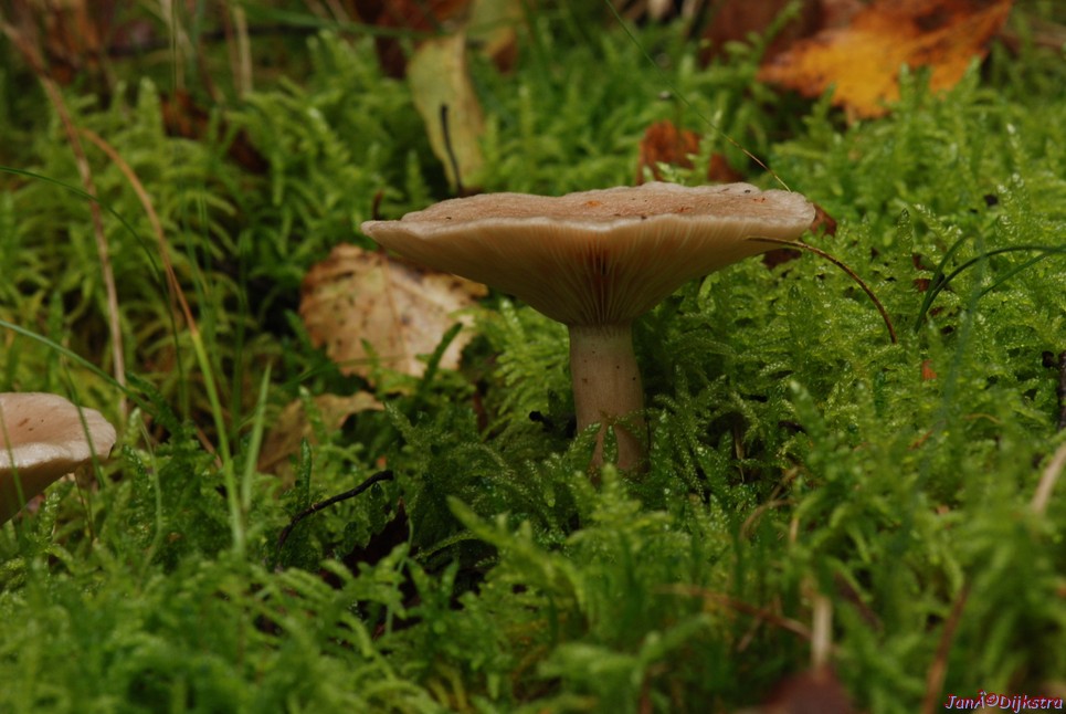 DSC_0091.JPG