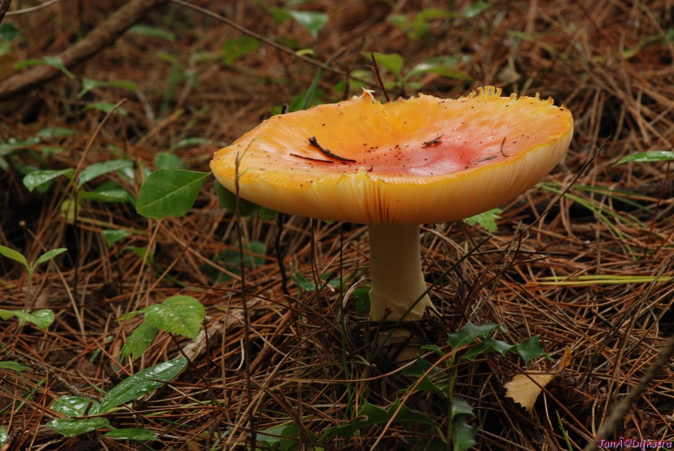 DSC_0096.JPG