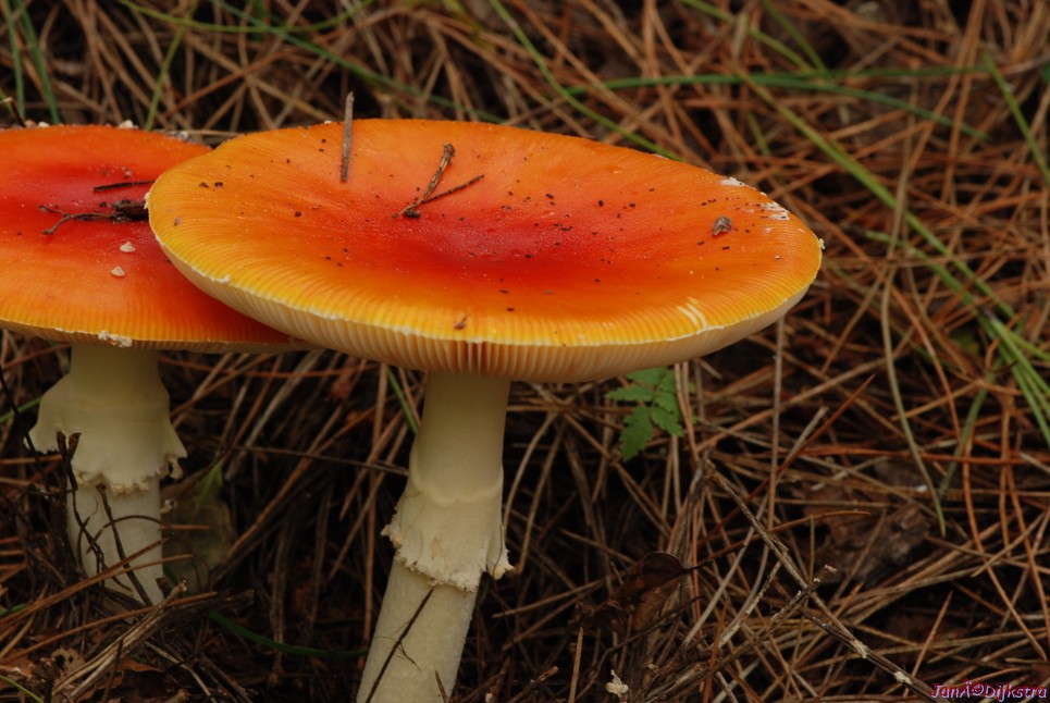DSC_0101.JPG