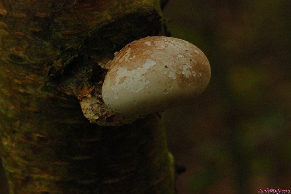 DSC_0102.JPG