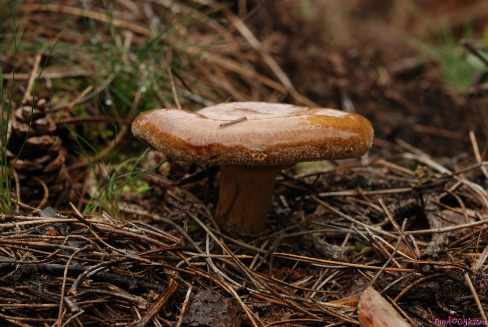 DSC_0105-1.JPG