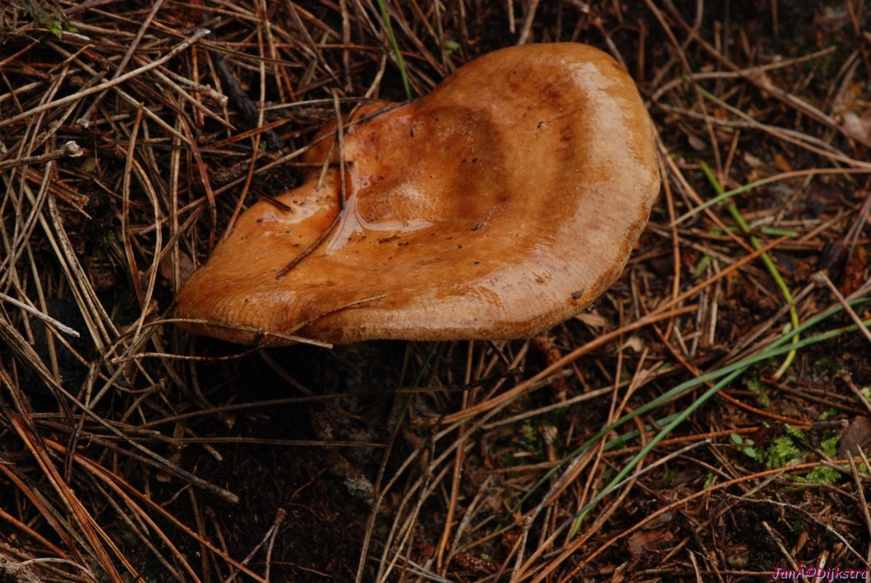 DSC_0110.JPG