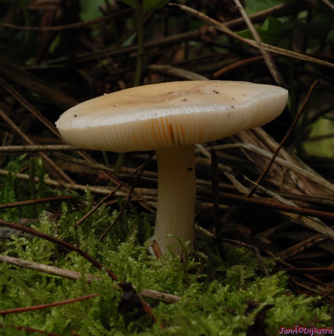 DSC_0121-1.JPG