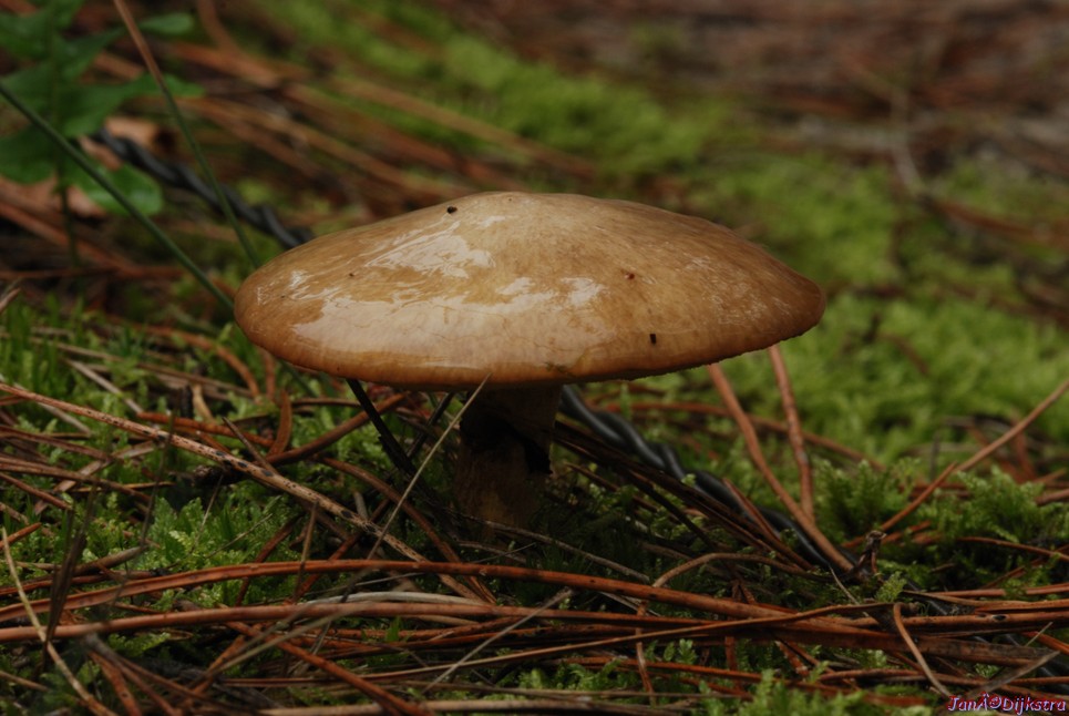 DSC_0122-1.JPG