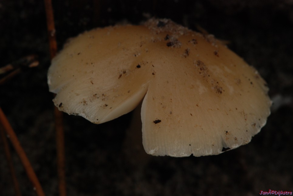 DSC_0127.JPG