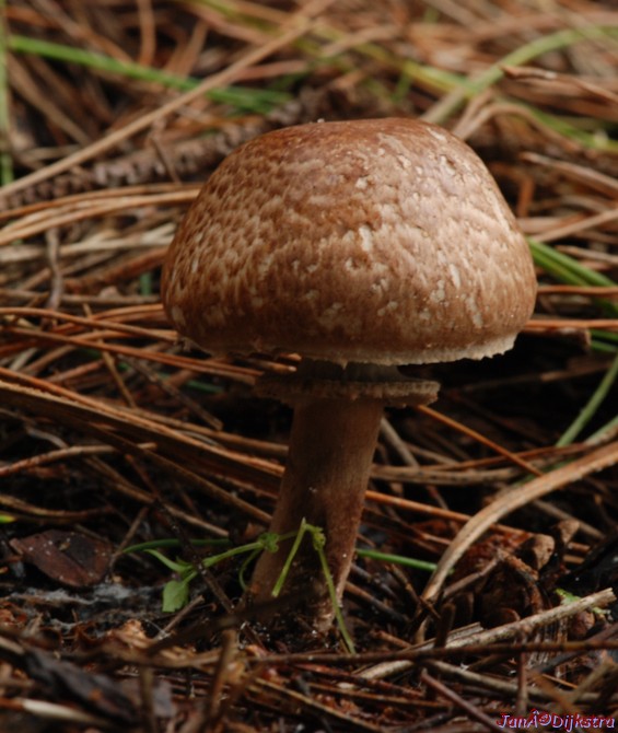 DSC_0130.jpg