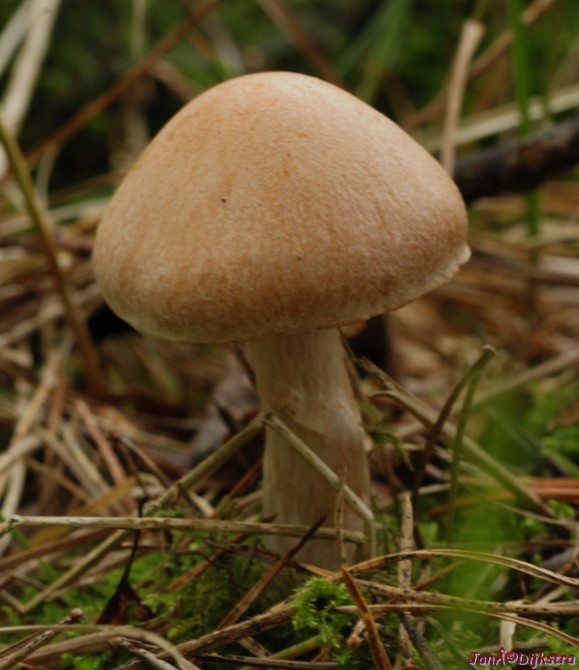 DSC_0133.JPG