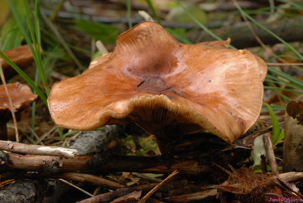 DSC_0134.JPG