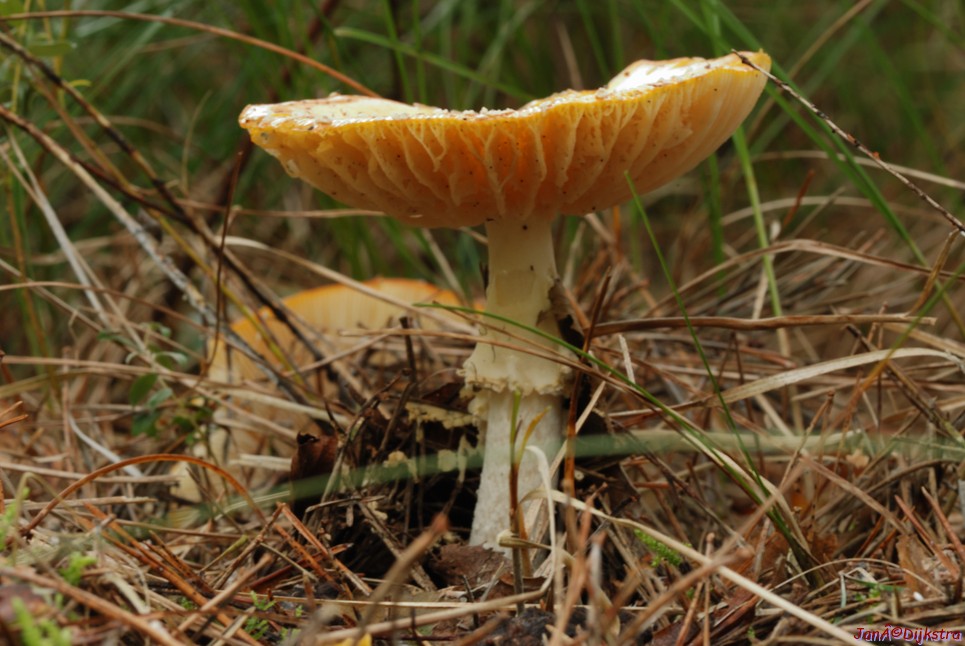 DSC_0143.JPG
