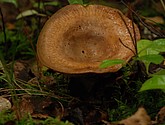 DSC_0072.JPG