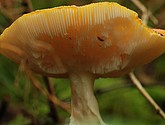 DSC_0073.JPG