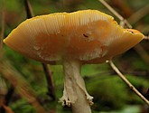 DSC_0074.JPG