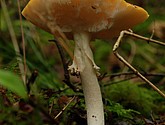DSC_0075.jpg