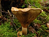 DSC_0077.JPG