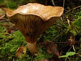 DSC_0089.JPG