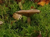 DSC_0091.JPG