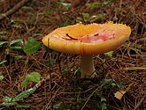 DSC_0096.JPG