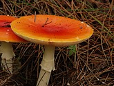 DSC_0101.JPG