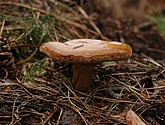 DSC_0105-1.JPG