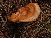 DSC_0110.JPG