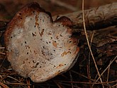 DSC_0117.JPG