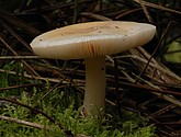DSC_0121-1.JPG