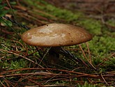 DSC_0122-1.JPG