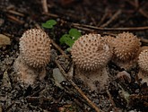 DSC_0123.JPG