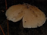 DSC_0127.JPG