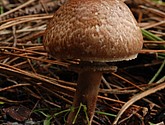 DSC_0130.jpg