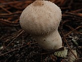 DSC_0132.jpg