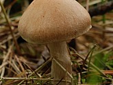 DSC_0133.JPG