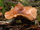 DSC_0134.JPG