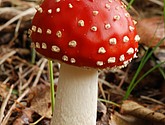 DSC_0141.JPG
