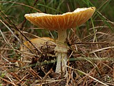 DSC_0143.JPG