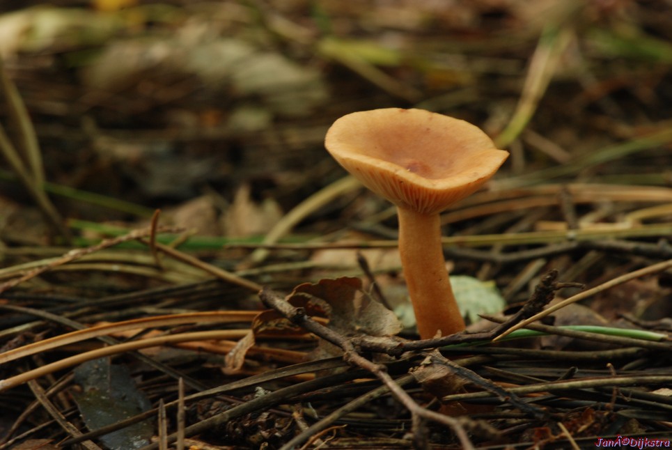 DSC_0036.JPG