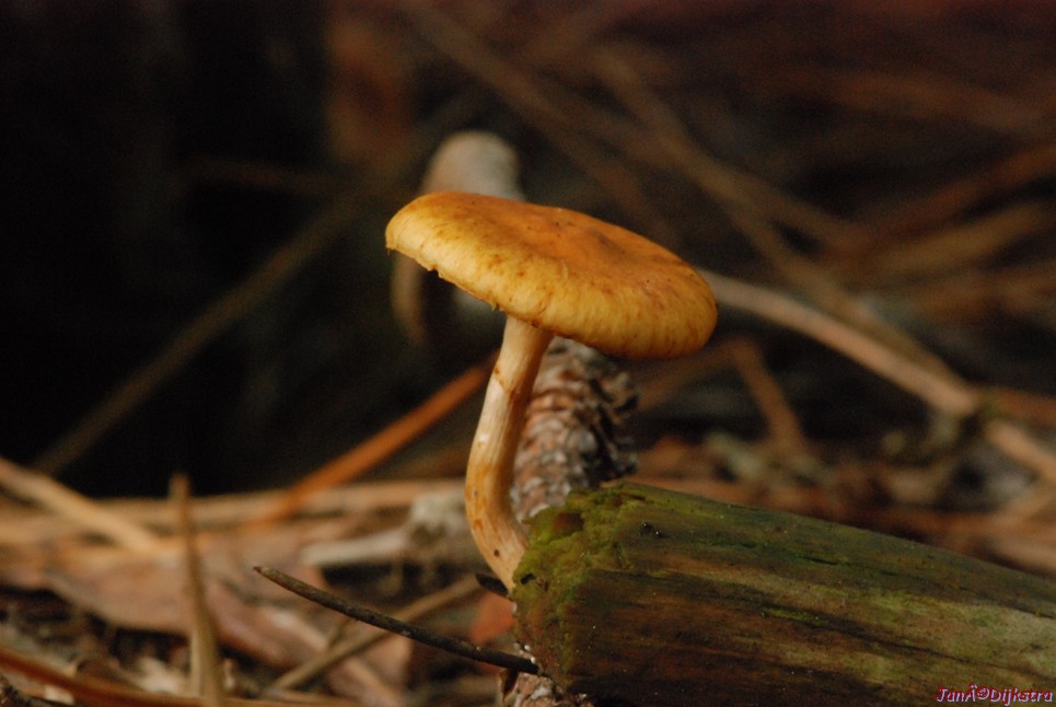 DSC_0037.JPG