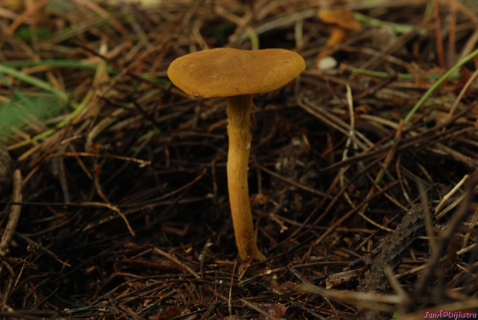 DSC_0039.JPG