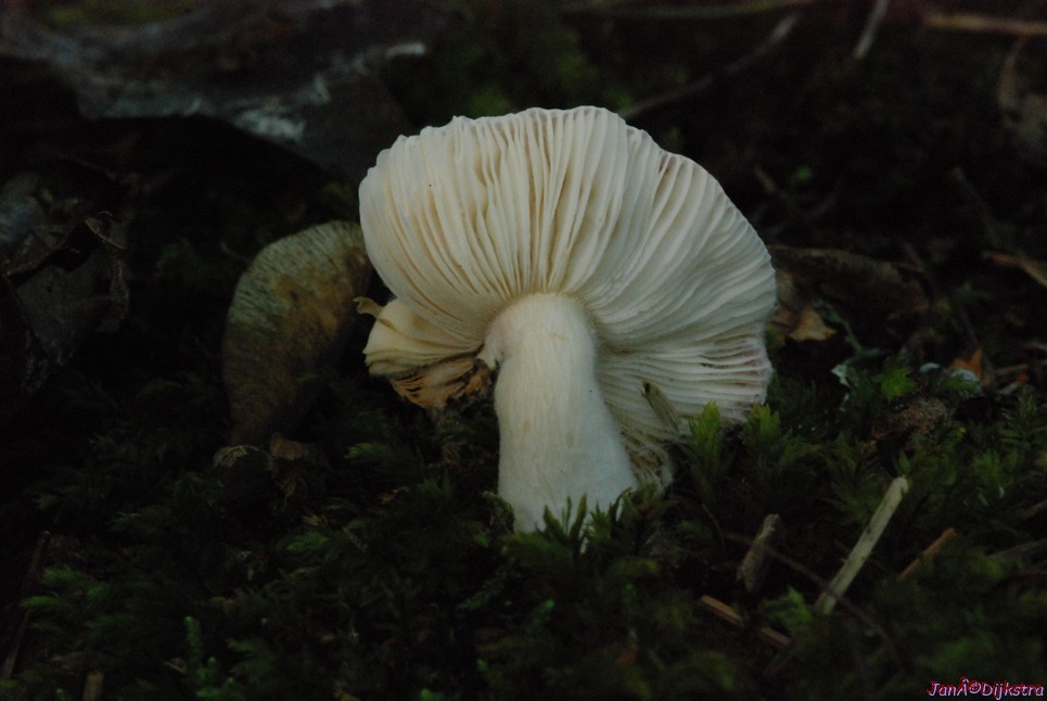 DSC_0046.JPG