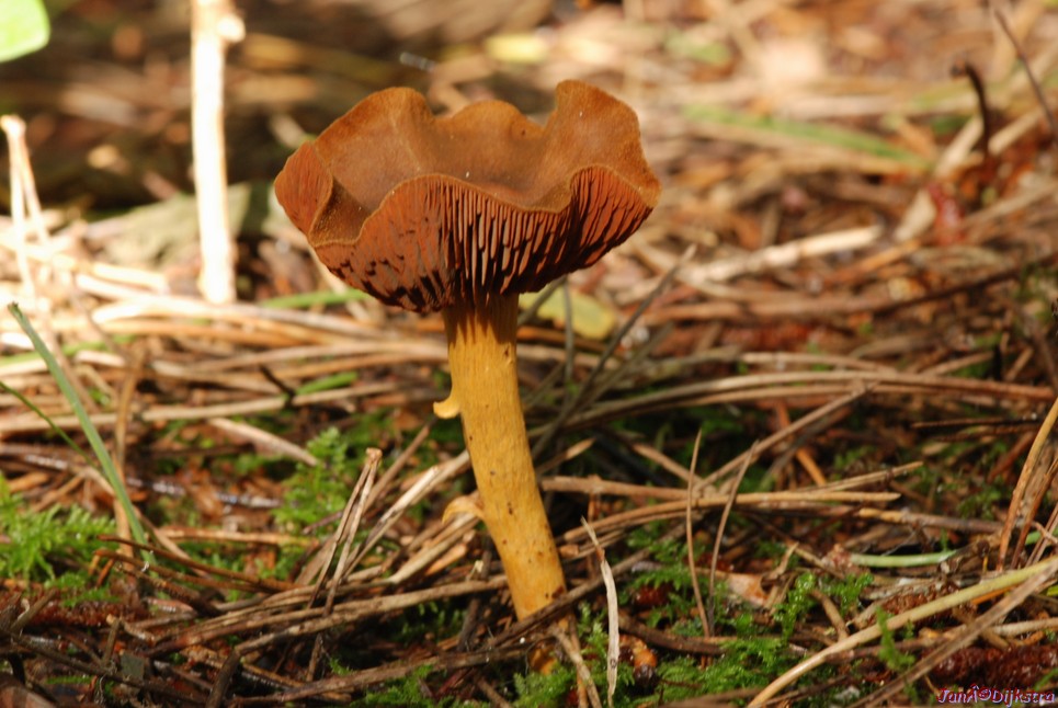 DSC_0048.JPG