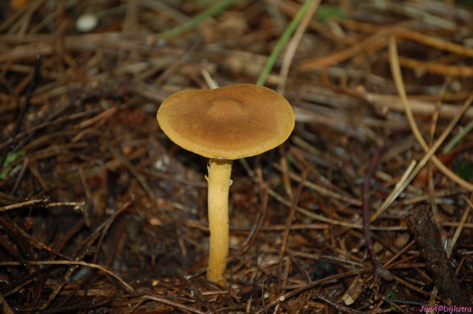DSC_0049-50.JPG