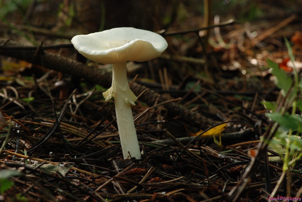 DSC_0051.JPG