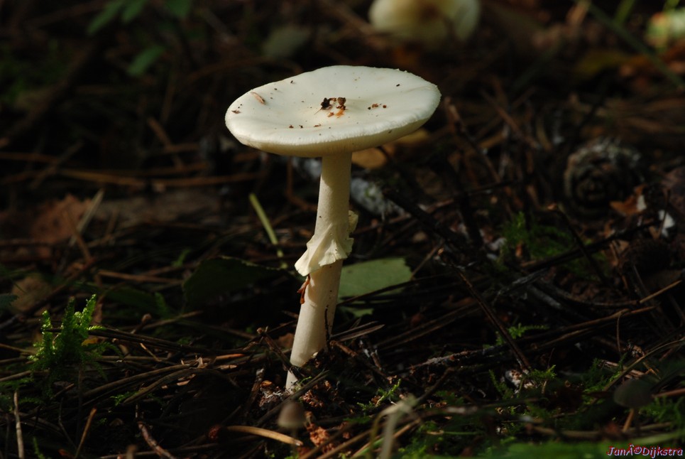 DSC_0054.JPG