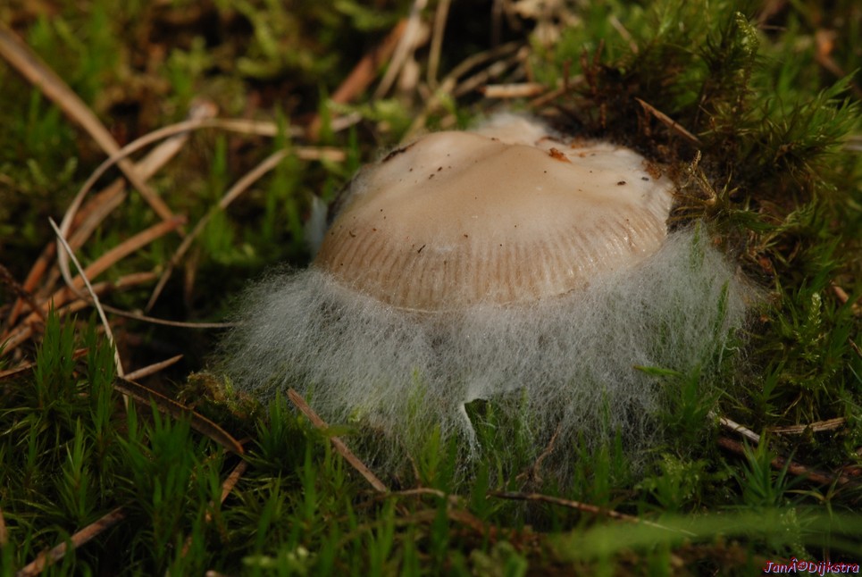 DSC_0065.JPG