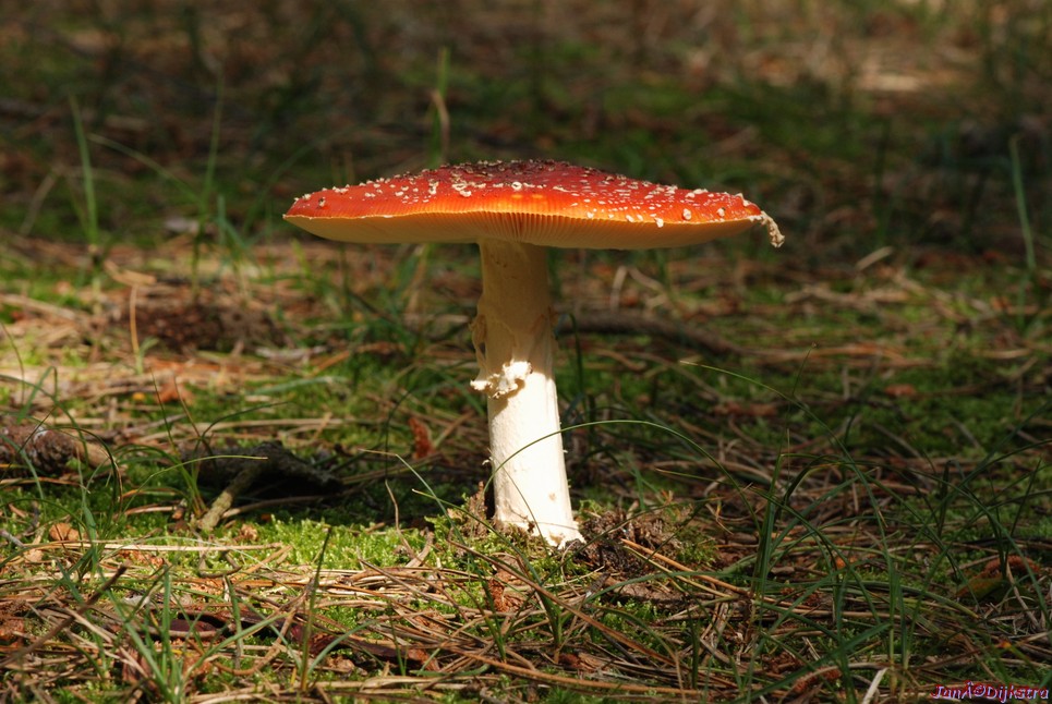 DSC_0070.JPG