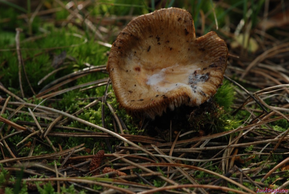 DSC_0073.JPG
