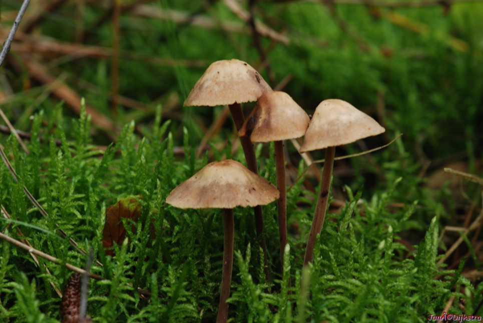DSC_0079.JPG