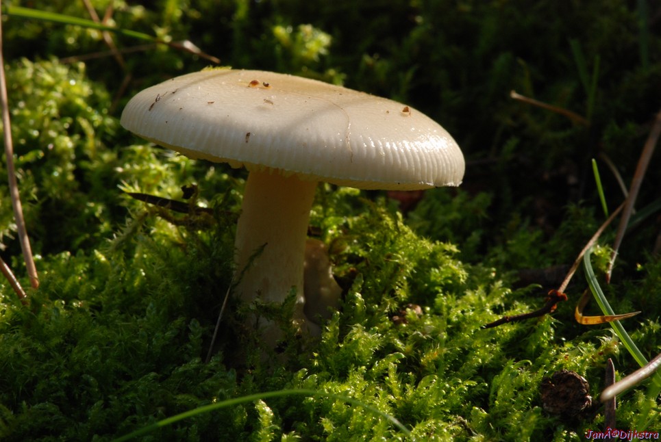 DSC_0094.JPG