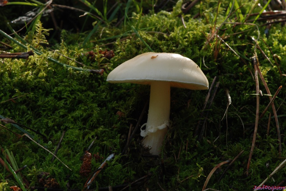 DSC_0095.JPG